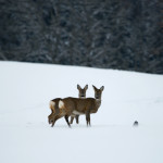 Rehe im Winter